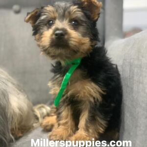 Green Collar Boy