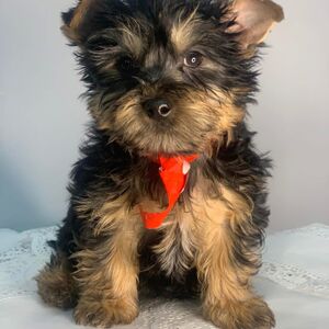 Red Collar Boy