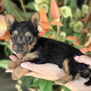 Puppies!!! Call Today!!!
