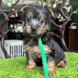 Green Collar Boy